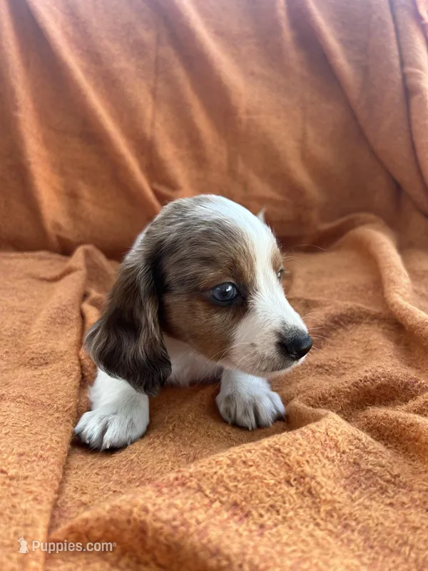 Winston, a male Miniature Dachshund for sale in Denver, CO – Photo 1 of 3