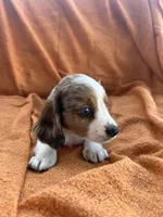 Winston, a male Miniature Dachshund for sale in Denver, CO – Photo 1 of 3