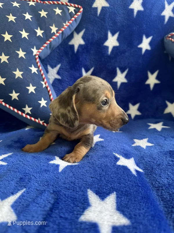 Bluey, a female Miniature Dachshund for sale in Denver, CO – Photo 1 of 4