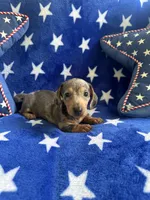 Bluey, a female Miniature Dachshund for sale in Denver, CO – Photo 2 of 4