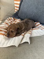 Hank, a male Miniature Dachshund for sale in Denver, CO – Photo 1 of 2