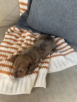 Hank, a male Miniature Dachshund for sale in Denver, CO – Photo 2 of 2