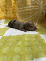 Viv-silver dapple, a female Miniature Dachshund for sale in Denver, CO – Photo 3 of 4