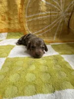 Viv-silver dapple, a female Miniature Dachshund for sale in Denver, CO – Photo 2 of 4