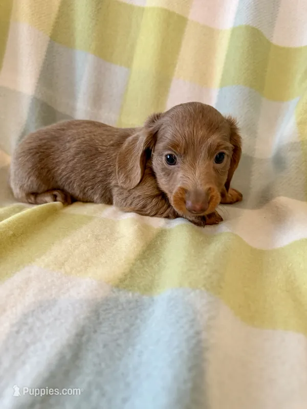 Jewel  – Miniature Dachshund puppy for sale in Como, TX
