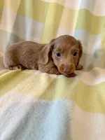 Jewel , a female Miniature Dachshund for sale in Como, TX – 1 of 3