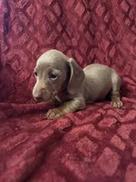 Lyle, a male Miniature Dachshund for sale in Denver, CO – Photo 3 of 4