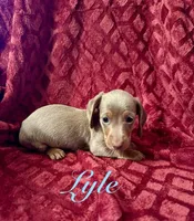 Lyle, a male Miniature Dachshund for sale in Denver, CO – Photo 1 of 4