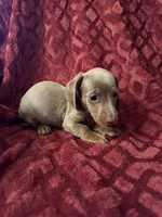 Lyle, a male Miniature Dachshund for sale in Denver, CO – Photo 2 of 4