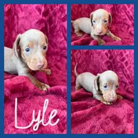 Lyle, a male Miniature Dachshund for sale in Denver, CO – Photo 4 of 4