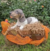 Dale, a male Miniature Dachshund for sale in Denver, CO – Photo 2 of 2