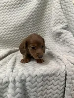 Dixie, a female Miniature Dachshund for sale in Denver, CO – Photo 2 of 4