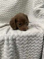 Dixie, a female Miniature Dachshund for sale in Denver, CO – Photo 3 of 4