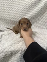 Dixie, a female Miniature Dachshund for sale in Denver, CO – Photo 1 of 4