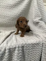 Dixie, a female Miniature Dachshund for sale in Denver, CO – Photo 4 of 4