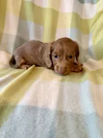 Jewel , a female Miniature Dachshund for sale in Como, TX – 2 of 3