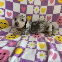 Duncan, a male Miniature Dachshund for sale in Denver, CO – Photo 2 of 4