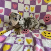 Duncan, a male Miniature Dachshund for sale in Denver, CO – Photo 1 of 4