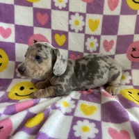 Duncan, a male Miniature Dachshund for sale in Denver, CO – Photo 3 of 4