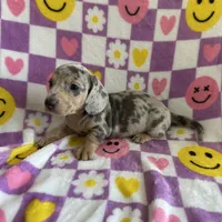 Duncan, a male Miniature Dachshund for sale in Denver, CO – Photo 4 of 4