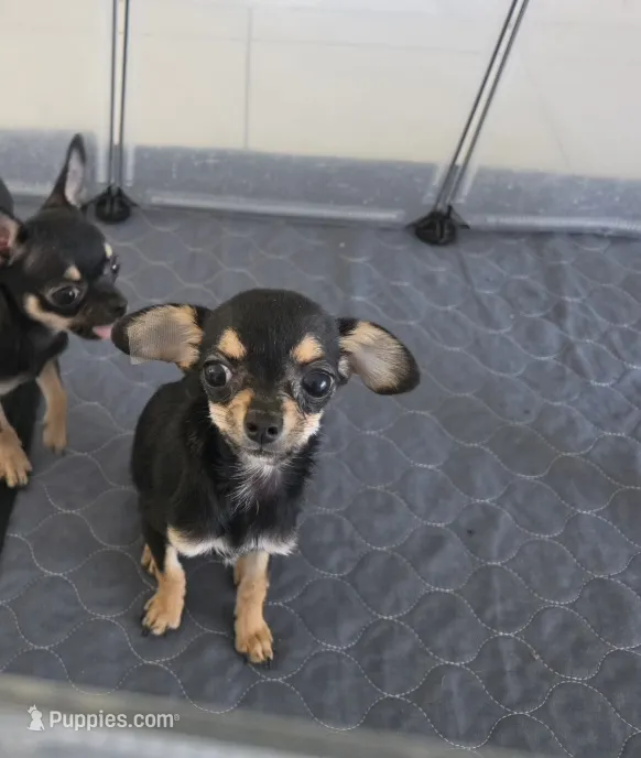 Tiny baby girl  – Chihuahua puppy for sale in Lamont, CA