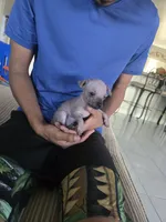 Baby boy, a male Xoloitzcuintli for sale in Lamont, CA – 4 of 4