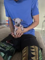 Baby boy, a male Xoloitzcuintli for sale in Lamont, CA – 3 of 4