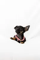 Black Little Girl , a female Chihuahua for sale in Lamont, CA – Photo 3 of 3