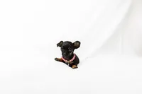 Black Little Girl , a female Chihuahua for sale in Lamont, CA – Photo 2 of 3