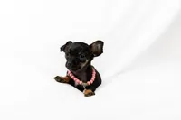 Black Little Girl , a female Chihuahua for sale in Lamont, CA – Photo 1 of 3