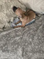 Xoloitzcuintli girl, a female Xoloitzcuintli for sale in Lamont, CA – 5 of 6
