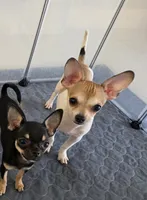 Little boy spotted biege baby boy, a male Chihuahua for sale in Lamont, CA – 2 of 2