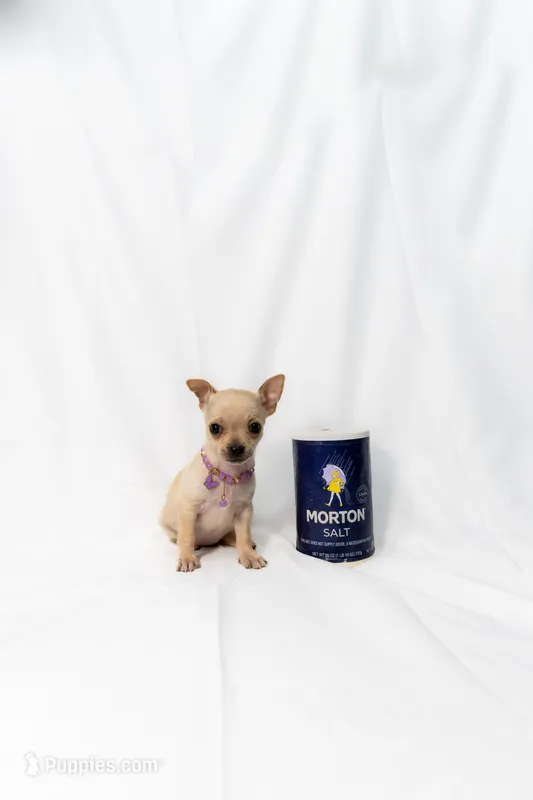 Vanilla Girl – Chihuahua puppy for sale in Lamont, CA