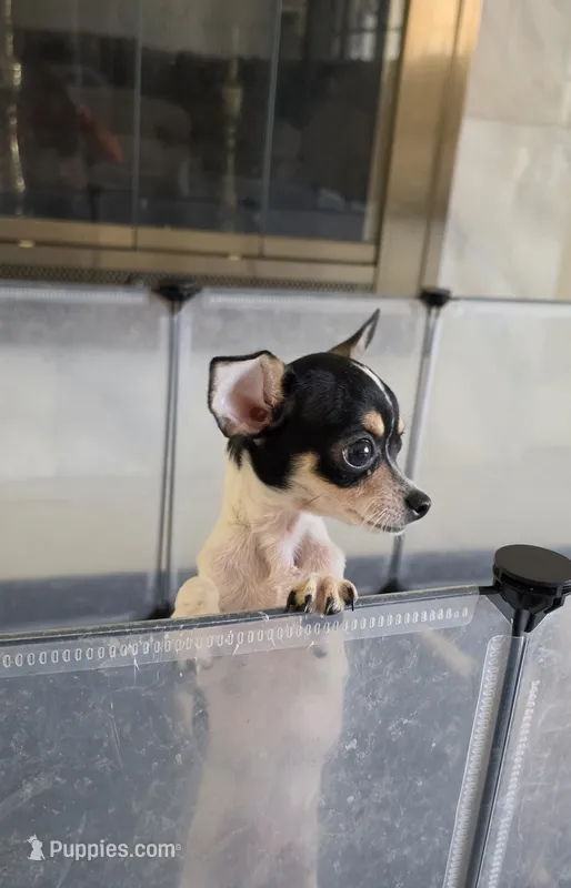 Cow baby  – Chihuahua puppy for sale in Lamont, CA
