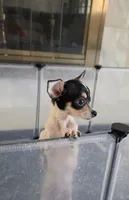 Cow baby , a male Chihuahua for sale in Lamont, CA – 1 of 2