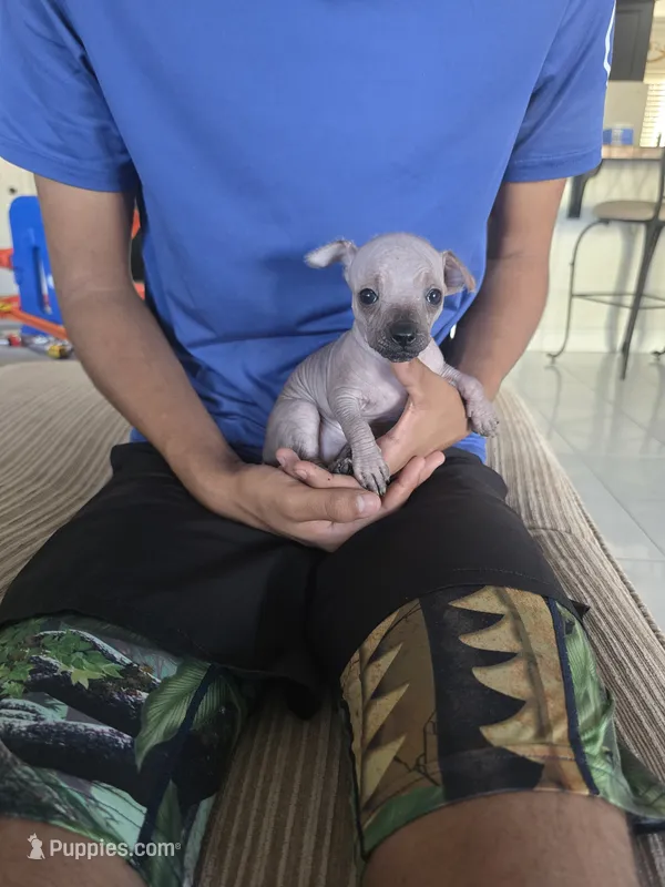 Baby boy – Xoloitzcuintli puppy for sale in Lamont, CA