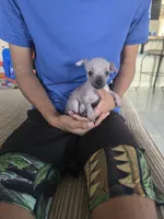 Baby boy, a male Xoloitzcuintli for sale in Lamont, CA – 1 of 4