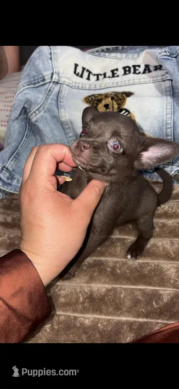 Chocholate Chihuahua Boy blue eyes – Chihuahua puppy for sale in Lamont, CA