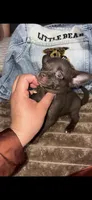 Photo of Chocholate Chihuahua Boy blue eyes
