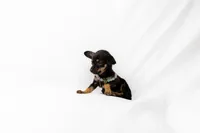 Beatfull baby 👶 😍 💕, a female Chihuahua for sale in Lamont, CA – Photo 2 of 2