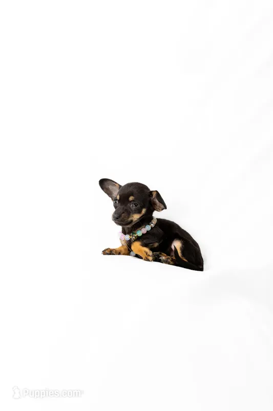 Beatfull baby 👶 😍 💕 – Chihuahua puppy for sale in Lamont, CA