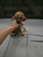 Brownie , a male Chihuahua for sale in Lamont, CA – 3 of 3