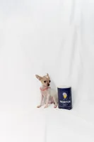 Spotted baby, a female Chihuahua for sale in Lamont, CA – Photo 3 of 3