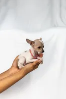 Spotted baby, a female Chihuahua for sale in Lamont, CA – Photo 1 of 3