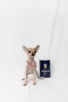 Spotted baby, a female Chihuahua for sale in Lamont, CA – Photo 2 of 3