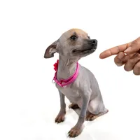 Xoloitzcuintli girl, a female Xoloitzcuintli for sale in Lamont, CA – Photo 1 of 2