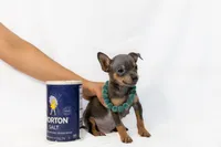Grey Boy, a male Chihuahua for sale in Lamont, CA – Photo 3 of 3