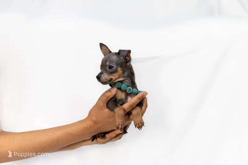 Grey Boy – Chihuahua puppy for sale in Lamont, CA