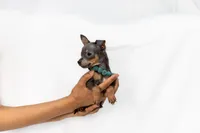 Grey Boy, a male Chihuahua for sale in Lamont, CA – Photo 1 of 3