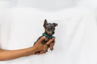 Grey Boy, a male Chihuahua for sale in Lamont, CA – Photo 2 of 3